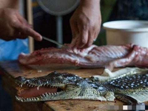 鱷魚 寓意|解讀鱷魚的神秘力量